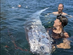 Terpopuler: Ikan Kiamat Muncul di Sini Tiga Kali, Pertanda Apa?