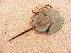 Ternyata Kepiting Jenis Ini Berkerabat dengan Laba-laba, Kok Bisa?