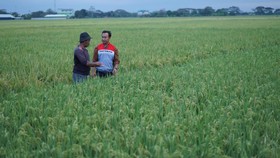Desa Energi Berdikari di Indramayu Wujudkan Ketahanan Pangan