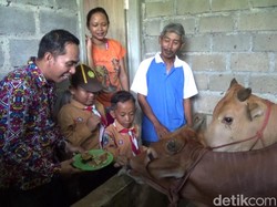 Video: Viral Sapi Makan Martabak di Lumajang, Ini Kata Dinas Pertanian