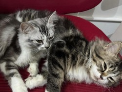 Kenali Ciri-ciri Kucing Tidak Sehat dan Tips Mencegahnya