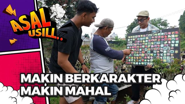 Siapkan Kocek! Muncul Adenium, Bisa Jadi Pilihan Pengoleksi Tanaman Unik