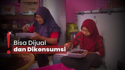 Fenomena Munculnya Ulat Jati Jadi Berkah Bagi Warga Gunung Kidul