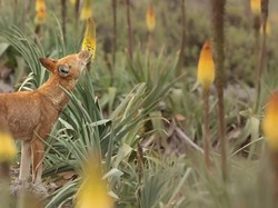 Serigala Langka Ditemukan Memakan Nektar Bunga, Diduga Bantu Penyerbukan