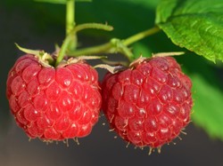 10 Jenis Buah Beri Lengkap dengan Manfaatnya bagi Tubuh