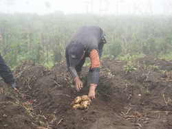 Mengintip Proyek Upland Kentang di Dataran Tinggi Garut