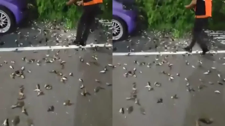 burung mati massal Video Burung Mati Massal
