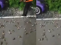 Merinding, Ratusan Burung Pipit Mati Massal di Bandara Bali