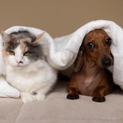 Waspada Infeksi Virus dan Bakteri! Ini 5 Tips Jaga Kesehatan Anabul Selama Musim Hujan