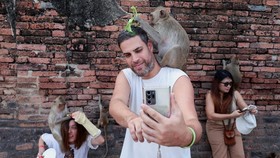 FOTO: Festival di Lopburi Thailand, Kala Monyet-Monyet Menjadi 'Raja'