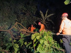 Pohon Tumbang Imbas Angin Kencang Timpa Rumah-Tutup Aliran Sungai di Bogor