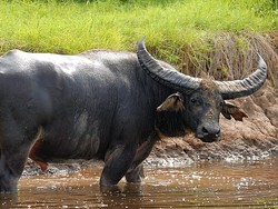 Kerbau Rawa Tahan di Dalam Air Berapa Lama? Ini Jawabannya
