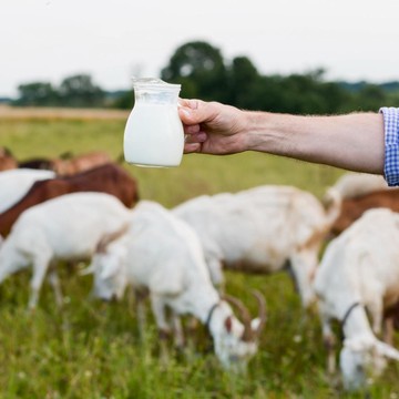 5 Manfaat Susu Kambing Etawa bagi Kesehatan, Apa Lebih Baik dari Susu Sapi?