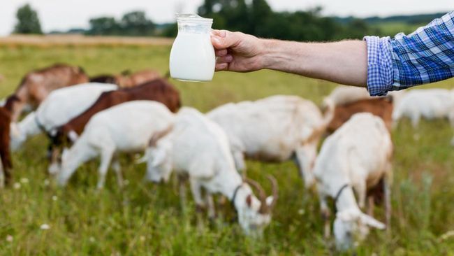 5 Manfaat Susu Kambing Etawa bagi Kesehatan, Apa Lebih Baik dari Susu Sapi?