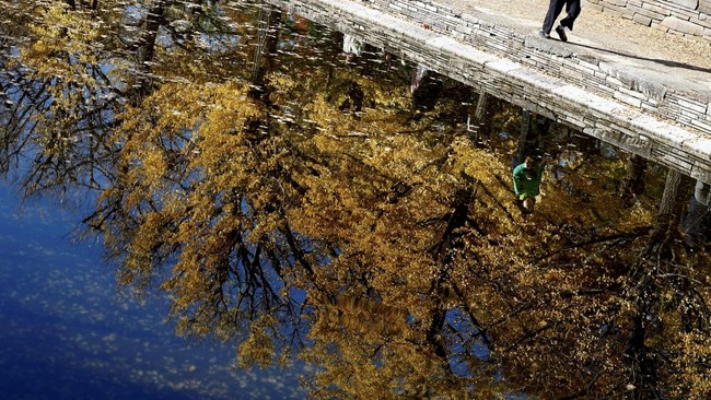 FOTO: Dedaunan Pohon Ginkgo Hangatkan Suasana Musim Gugur di Tokyo