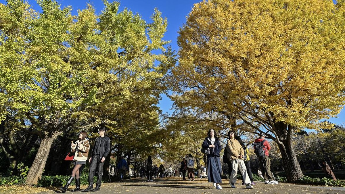 FOTO: Dedaunan Pohon Ginkgo Hangatkan Suasana Musim Gugur di Tokyo