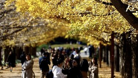 FOTO: Dedaunan Pohon Ginkgo Hangatkan Suasana Musim Gugur di Tokyo