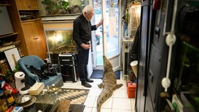 FOTO: Kisah Philippe Gillet, Pria Prancis yang Tinggal Bersama Buaya