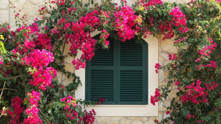 bougainvillea plant surrounding a closed window