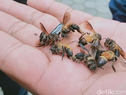 Bukan Kebakaran, Ini Kasus Terbanyak Ditangani Damkar Kuningan