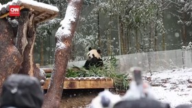 VIDEO: Lucunya Panda di Korsel Main Salju untuk Pertama Kali