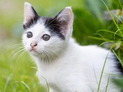 6 Tanaman yang Dibenci Kucing Bikin Ogah Dekati Rumah