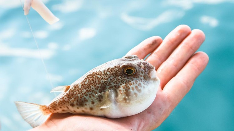 Ikan Fugu beracun Ikan Fugu beracun