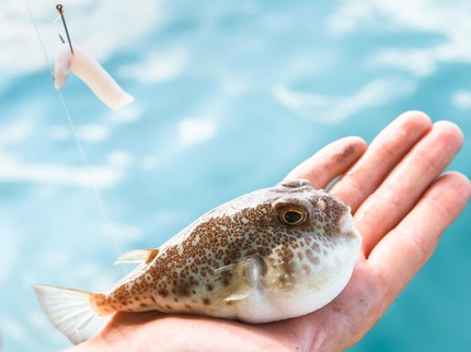 Keren, Anak Perempuan 10 Tahun Jadi Orang Termuda Pemegang Lisensi Memasak Ikan Mematikan di Jepang