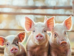 Wajib Tahu! 33 Istilah Babi pada Bahan Makanan yang Sering Tak Disadari