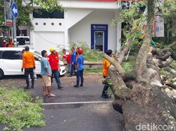 Pohon Tumbang Timpa Mobil di Dekat Benteng Vastenburg Solo