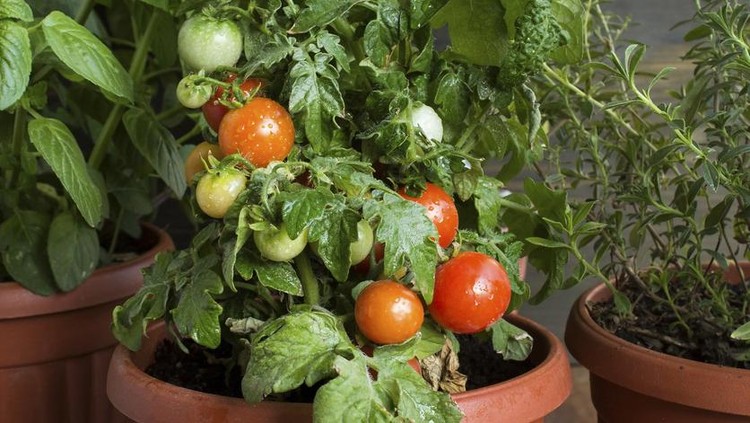 Herbal Garden with Cherry Tomatoes, Potted.