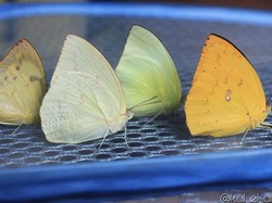 Kupu-kupu Catopsilia pomona, Si Kuning yang Bermigrasi Jelang Musim Hujan