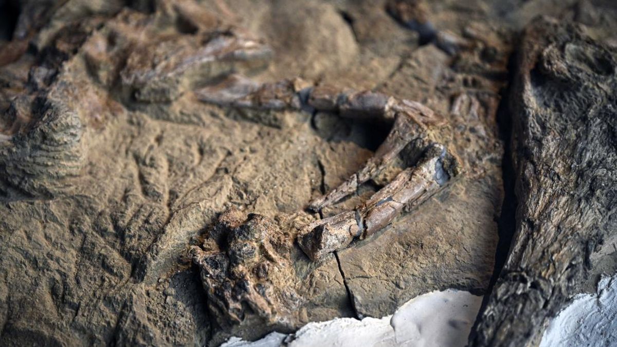 Peneliti Ungkap Misteri Fosil Buaya di Tambang Batu Piramida Mesir