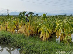 Industri Tembakau di Klaten Terancam Merosot