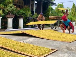 Petani Waswas Pabrik Besar Hentikan Pembelian Tembakau