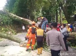 Pohon Setinggi 20 Meter Tumbang, Jalan Cianjur-Puncak Lumpuh Sementara