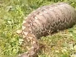 Penampakan Ular Piton Gendut usai Makan Sapi Warga di Mamuju