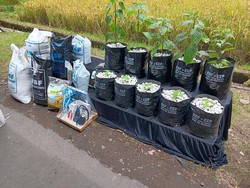 Video: Komitmen PIS Bantu Panen Raya Warga Morobangun hingga Tahun 2025