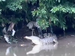 Warga 2 Desa di Sidoarjo Diteror Kemunculan 4 Buaya di Sungai Klurak