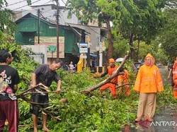 Pohon Tumbang di Kemayoran, 2 Orang Dilarikan ke RS