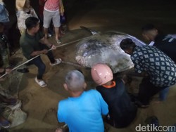 Penampakan Ikan Mola-mola 2,5 M Terdampar di Pantai Gorontalo