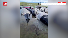 VIDEO: Puluhan Paus Terdampar di Selandia Baru, 2 Dilaporkan Mati