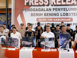 Bareskrim Gagalkan Penyelundupan 151 Ribu Benih Lobster Senilai Rp 15 Miliar