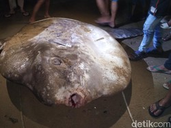 Ikan Mola-mola: Ciri-Ciri, Keunikan, Habitat, dan Status Konservasinya