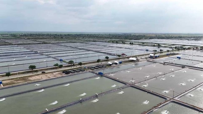 KKP Revitalisasi 14.090 Ha Tambak Nila Salin di Pantura – Target Produksi & Rehabilitasi Mangrove