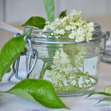 Fakta soal Elderflower, Bunga Indah yang Punya Banyak Khasiat