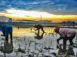 Inovasi Pertanian Berkelanjutan Kunci Ketahanan Pangan di Era Perubahan Iklim