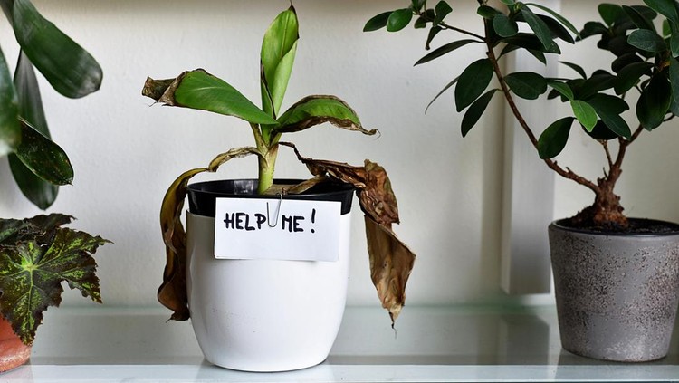 Ilustrasi penyakit tanaman sick house plant, damaged leaves , home plant leaves dry