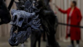 FOTO: Museum Sejarah Alam Amerika Pamerkan Fosil Stegosaurus