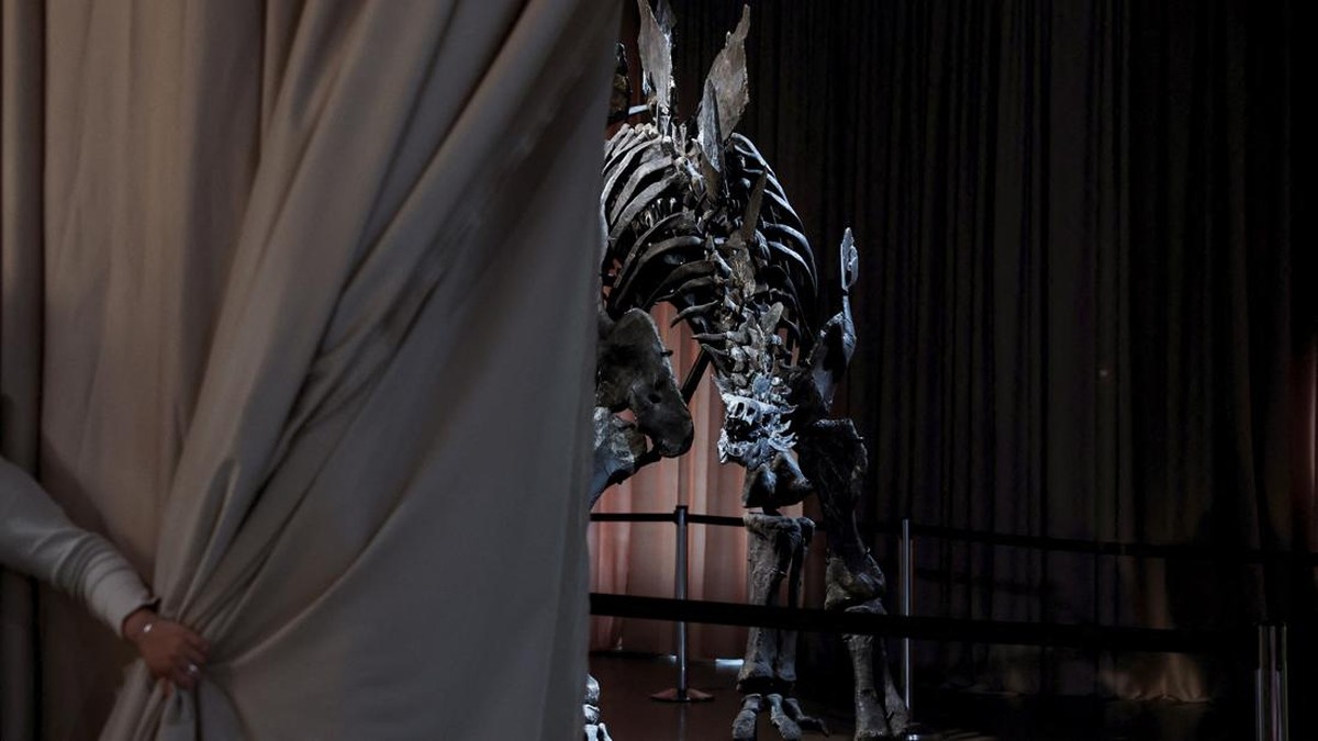 FOTO: Museum Sejarah Alam Amerika Pamerkan Fosil Stegosaurus